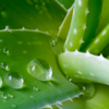​​Aloe Vera Juice​