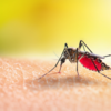​Early signs and symptoms of dengue​