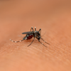 ​"Early detection of the infection is crucial for effective management and treatment"​