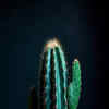 Article image for: <i class="tbold">cactus</i>