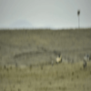 The challenging star captures the wild