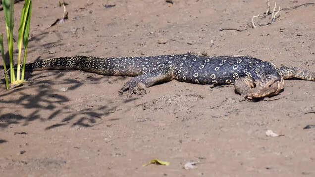 Odisha: Bhitarkanika National Park reopens for visitors; important things to remember