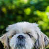 Article image for: <i class="tbold">shih tzu</i>