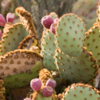 Article image for: <i class="tbold">cactus</i>