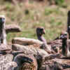 Vultures: 7 reasons to save the majestic birds | Times of India