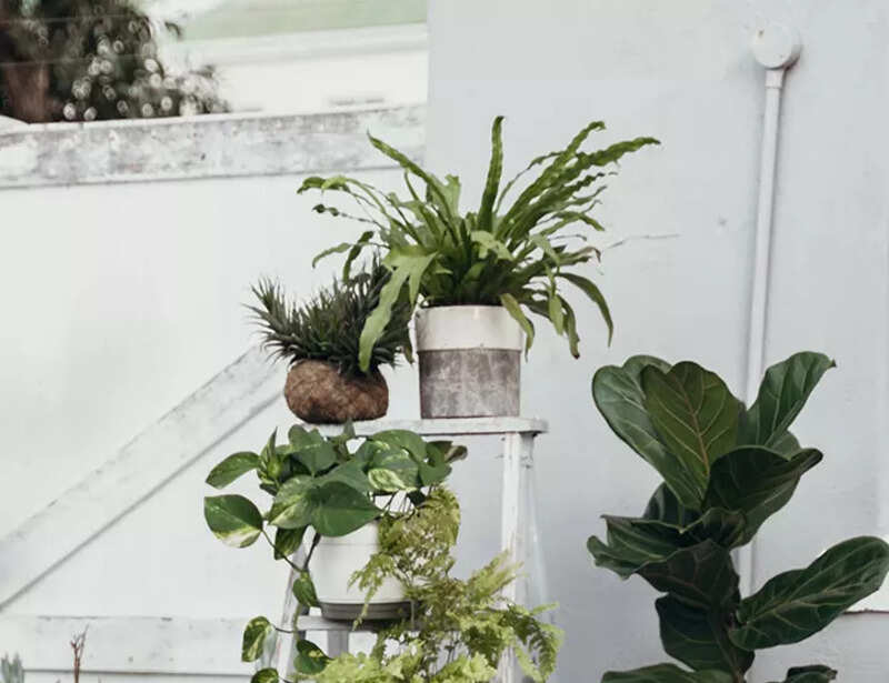 Best air-purifying plants to cleanse your space at home