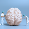​Brain may shrink as we age​
