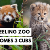 Article image for: Watch adorable cute cubs of Red Panda and <i class="tbold">snow leopard</i>: Tale of new life at Darjeeling zoo