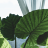 Article image for: Elephant Ear plants