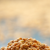 Article image for: <i class="tbold">fenugreek seeds</i>
