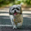 Article image for: See the latest photos of <i class="tbold">shih tzu</i>