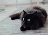 ​National Black Cat Appreciation Day: 5 top black cat breeds that make great pets​
