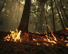 Canada wildfires: Thousands flee homes across British Columbia