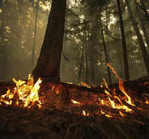 Canada wildfires: Thousands flee homes across British Columbia