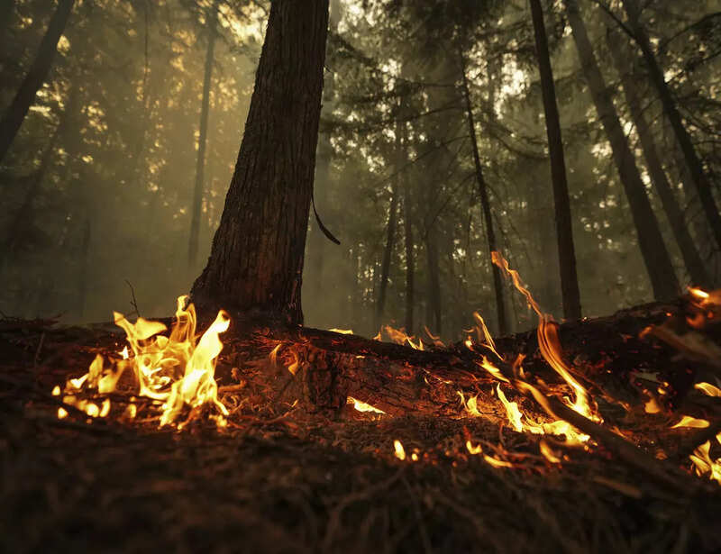 Wildfire rages across Canada, see pictures