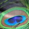 Article image for: How It Is Useful To Keep <i class="tbold">peacock feather</i> At Home