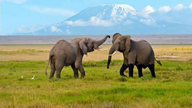 Kenya is calling investors for game reserves, marine parks to boost tourism