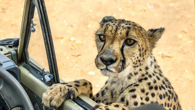 Madhya Pradesh plans to start cheetah safaris to boost Kuno tourism