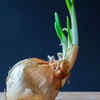 Is it safe to eat sprouted onions?