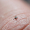 ​Characteristics of Erythema migrans​