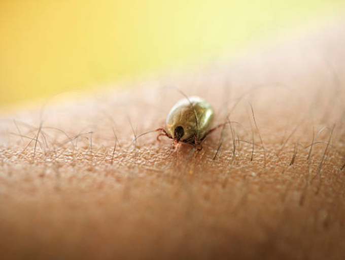 Lyme disease Serious tickborne infection that can turn fatal The
