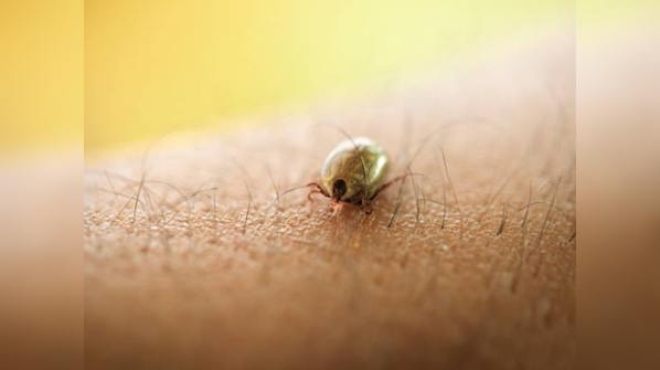 New study sheds light on the serious symptoms of Lyme disease