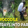 Article image for: MP: Crocodile strays into Dumna Nature Reserve Park in Jabalpur; rescued