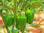 Green Peppers (Capsicum)