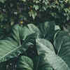 Article image for: Check out our latest images of <i class="tbold">elephant ears</i>