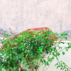 Article image for: <i class="tbold">tulsi plant</i>