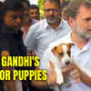 Article image for: Adorable Video: Rahul Gandhi carrying a little puppy while meeting Congress workers at the Congress office
