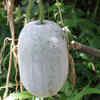 Article image for: Which juice is better: <i class="tbold">ash gourd</i> or bottle gourd
