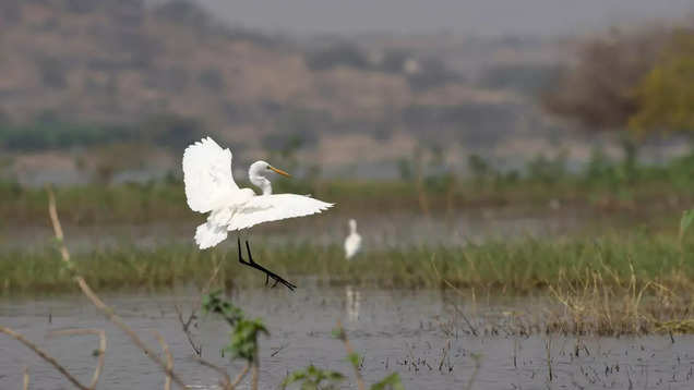 What makes Maharashtra’s Bhigwan a birder’s paradise?