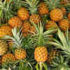 ​​Pineapple​