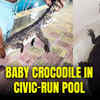 Article image for: Watch: Croc attack averted! 2-foot baby crocodile sneaks into Mumbai swimming pool, rescued