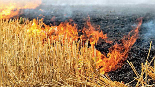 Stubble burning in Punjab