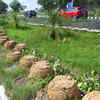 Delhi flower plants vanish