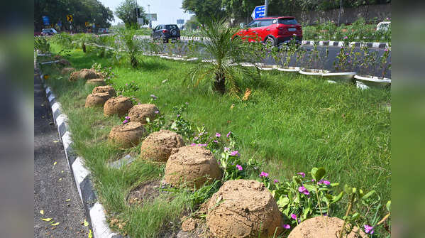 Delhi flower plants vanish