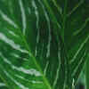 Article image for: See the latest photos of <i class="tbold">evergreen</i>