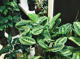 Low light indoor plants that will brighten up your dimly lit room