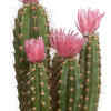 Article image for: <i class="tbold">cactus</i>