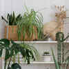 faux palm tree plant 45in Tall Hawaii Kwai Palm Tree