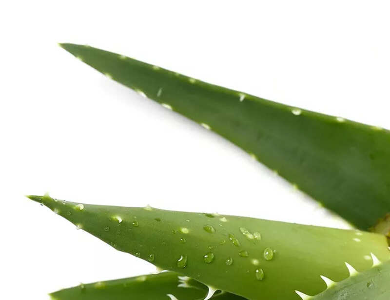 ​Wonders of aloe vera unveiled ​