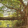 Article image for: See the latest photos of <i class="tbold">living root bridges experience centre</i>