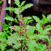Article image for: <i class="tbold">tulsi plant</i>