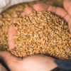 ​Aflatoxins in commonly seen molds in grains​