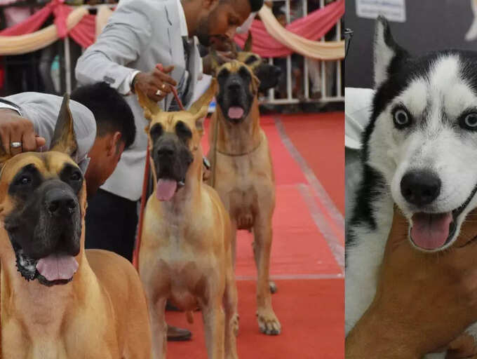 Chinese Chow Chow, African Basenji 55 dog breeds steal the show in