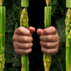 ​​Super restrictive diet​
