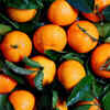 Oranges