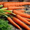 Carrots